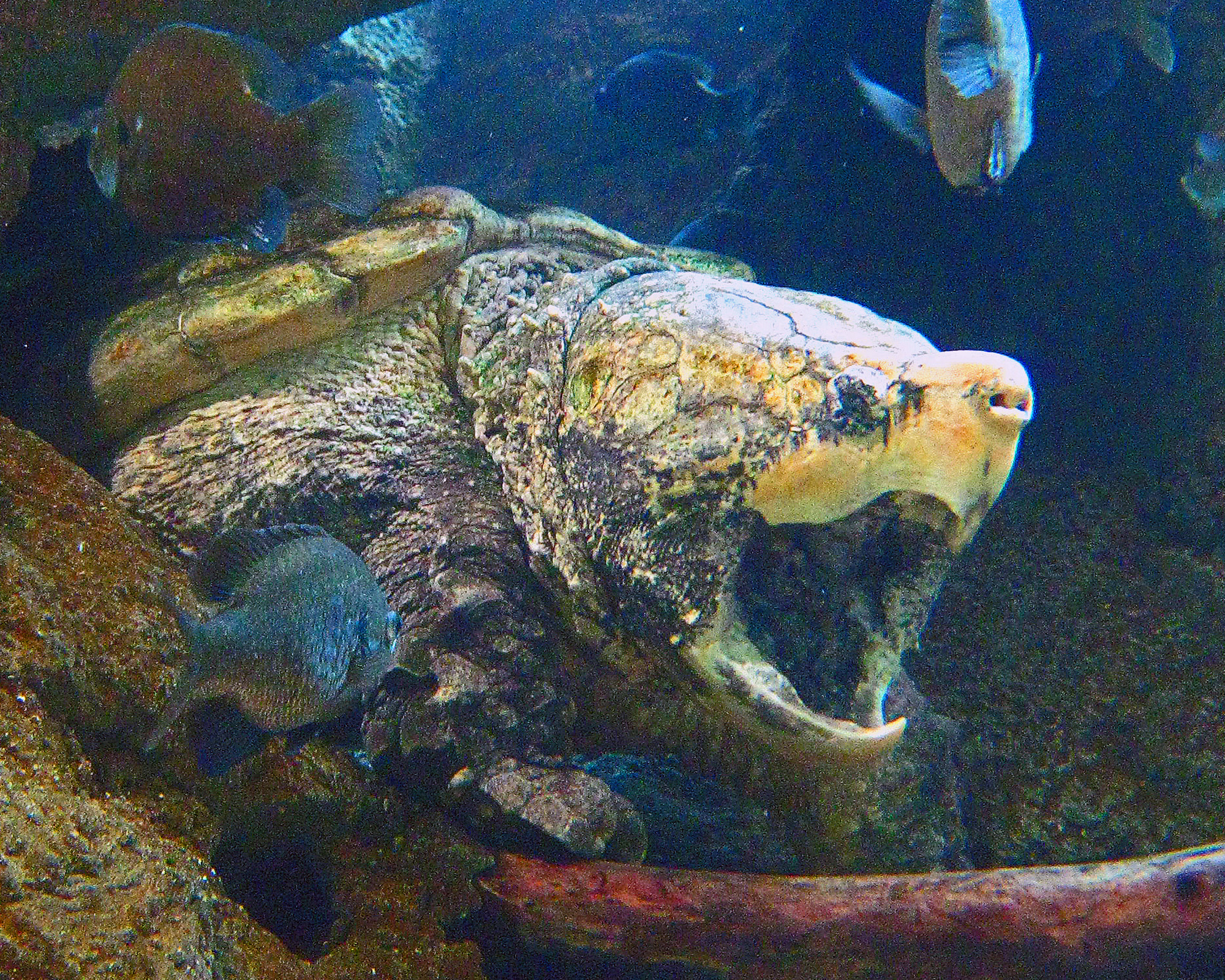 Cameron Park Zoo mourns loss of Fezzik the turle